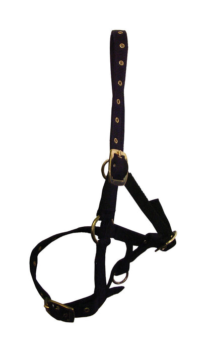 Hy Foal Head Collar Navy